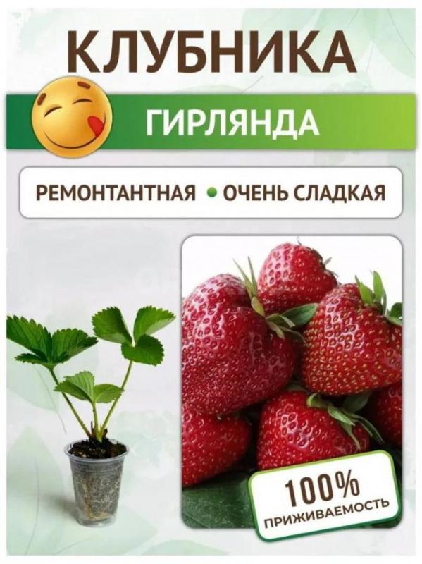 Рассада ремонтантной (с ягодами всё лето) клубники: «Гирлянда»,  «Елизавета». - Орск