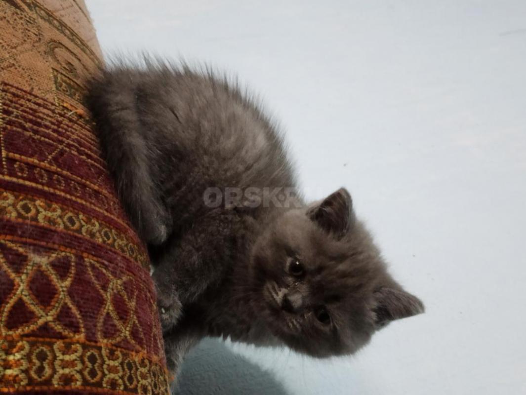 Продам котенка породы шотландская короткошёрстная... ... - Орск