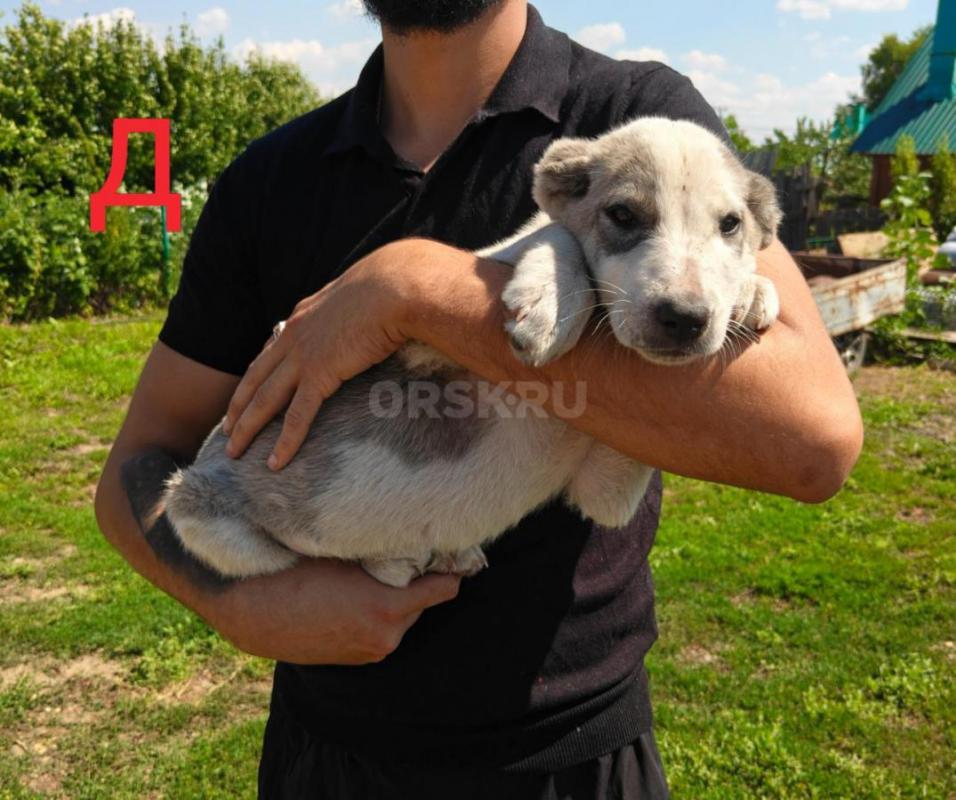 Предлагаются к продаже щенки САО (Алабай). - Орск