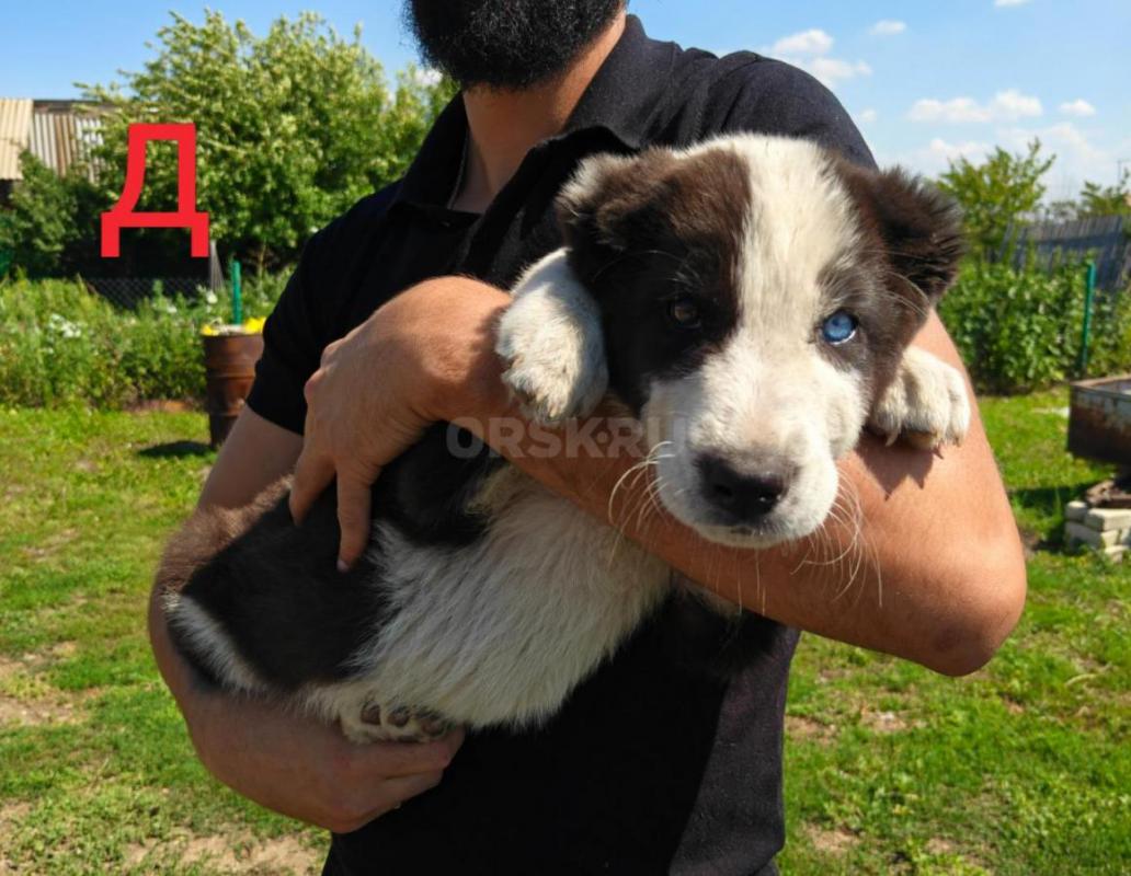 Предлагаются к продаже щенки САО (Алабай). - Орск