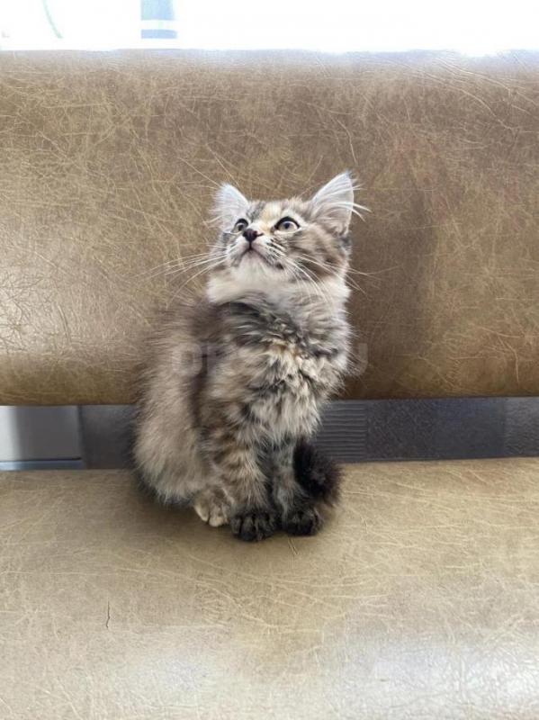 Отдам умненьких котят в добрые руки 
Игривые, от умной кошки-мышеловки, к лотку приучены
2 мальчик - Орск