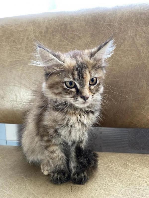 Отдам умненьких котят в добрые руки 
Игривые, от умной кошки-мышеловки, к лотку приучены
2 мальчик - Орск