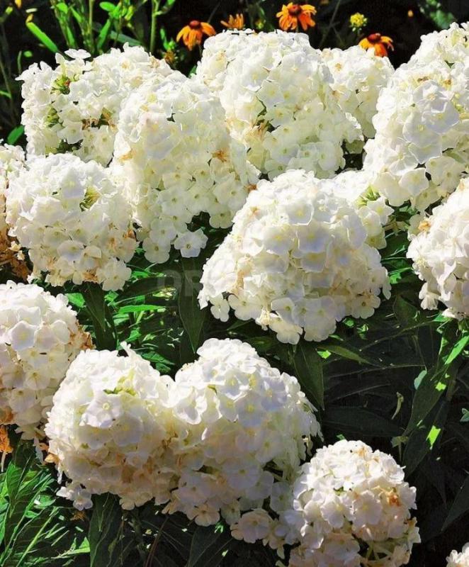 Флоксы малиново-фиолетовые, белые 
(10р - ветка цветков,цена символическая - на Счастье)
р-н «Вокз - Орск