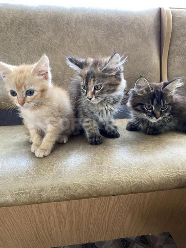 Отдам котят в добрые руки 
Игривые, умные,от кошки-мышеловки, к лотку приучены, девочка вырастет на - Оренбург