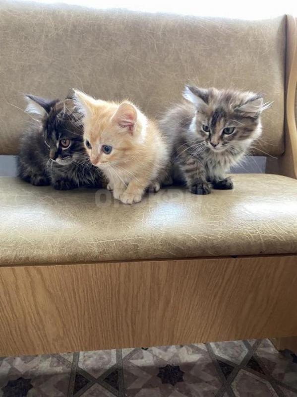 Отдам котят в добрые руки 
Игривые, умные,от кошки-мышеловки, к лотку приучены, девочка вырастет на - Оренбург