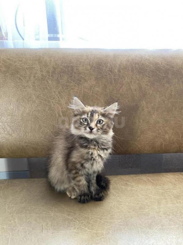 Отдам котят в добрые руки 
Игривые, умные,от кошки-мышеловки, к лотку приучены, девочка вырастет на - Оренбург