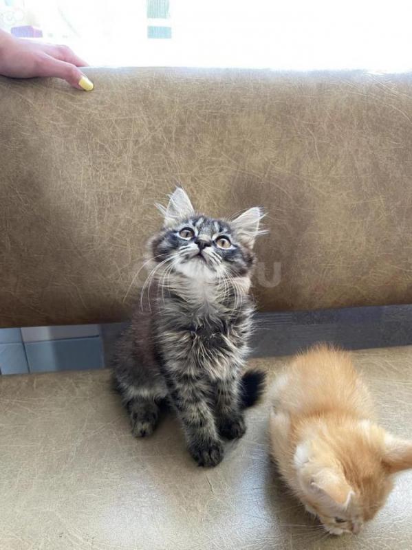 Отдам в добрые котят от мной кошки-мышеловки
Приучены к лотку, умные, игривые, красивые, кушают и к - Оренбург