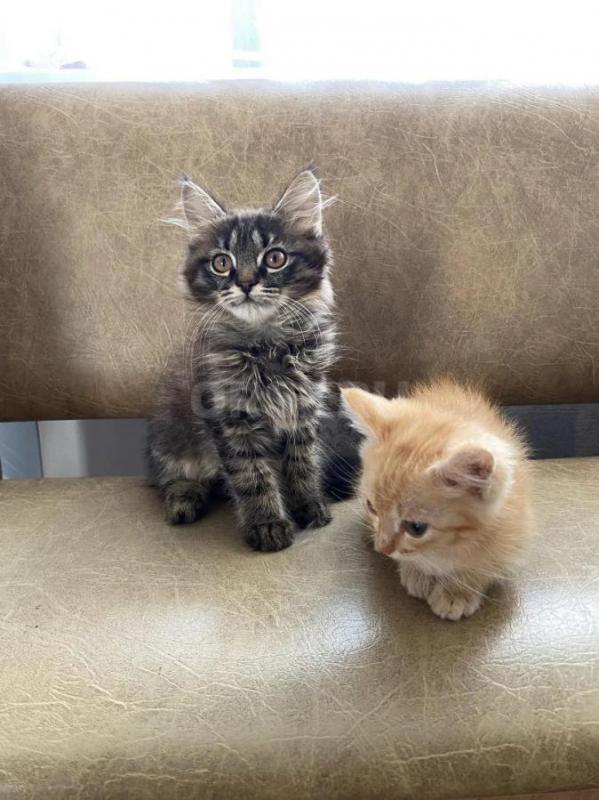 Отдам в добрые котят от мной кошки-мышеловки
Приучены к лотку, умные, игривые, красивые, кушают и к - Оренбург