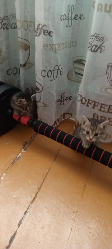 Отдам котят рождённые 23 июня, уже месяц, бегают, милые котята, светленький мальчик, тёмненькая дево - Новотроицк