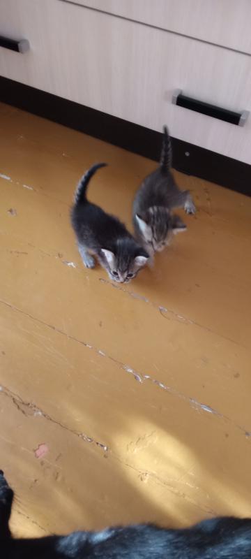 Отдам котят рождённые 23 июня, уже месяц, бегают, милые котята, светленький мальчик, тёмненькая дево - Новотроицк
