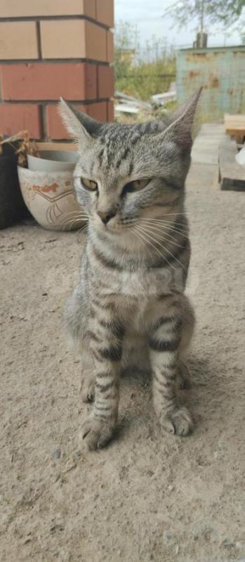 Молодой котик! - Орск