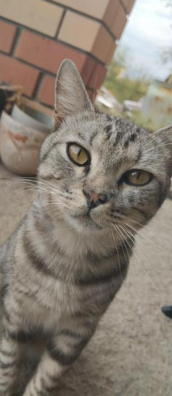 Молодой котик! - Орск