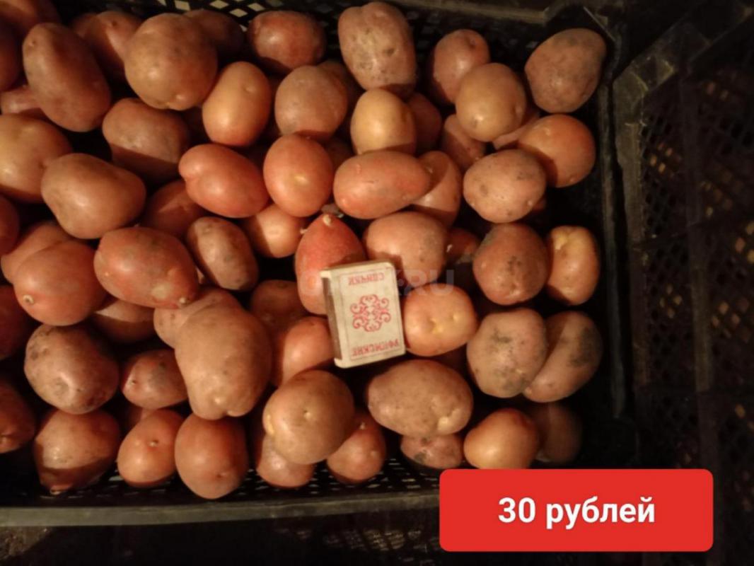 Домашний картофель. - Орск