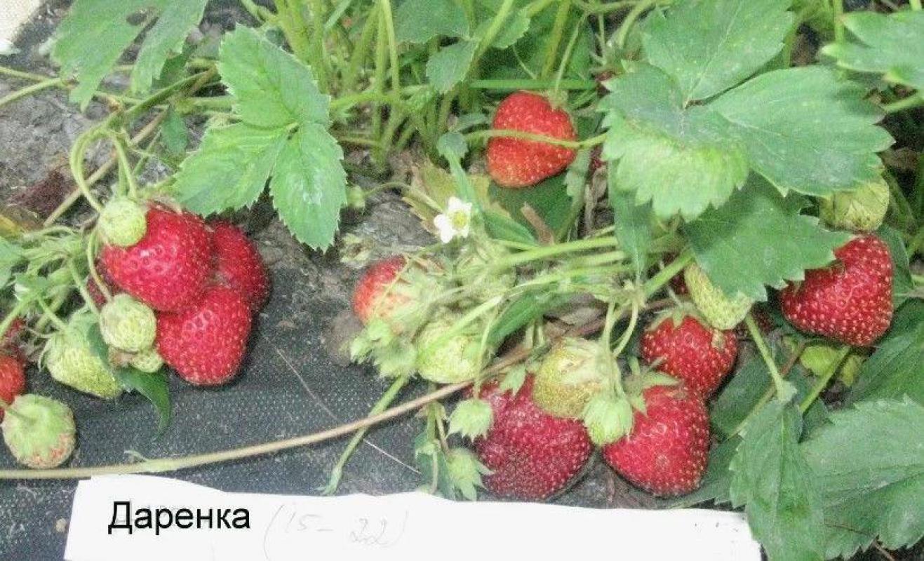 Рассада зимоустойчивой клубники Свердловской селекции «Дарёнка» (под климат Орска - до -35°). - Орск