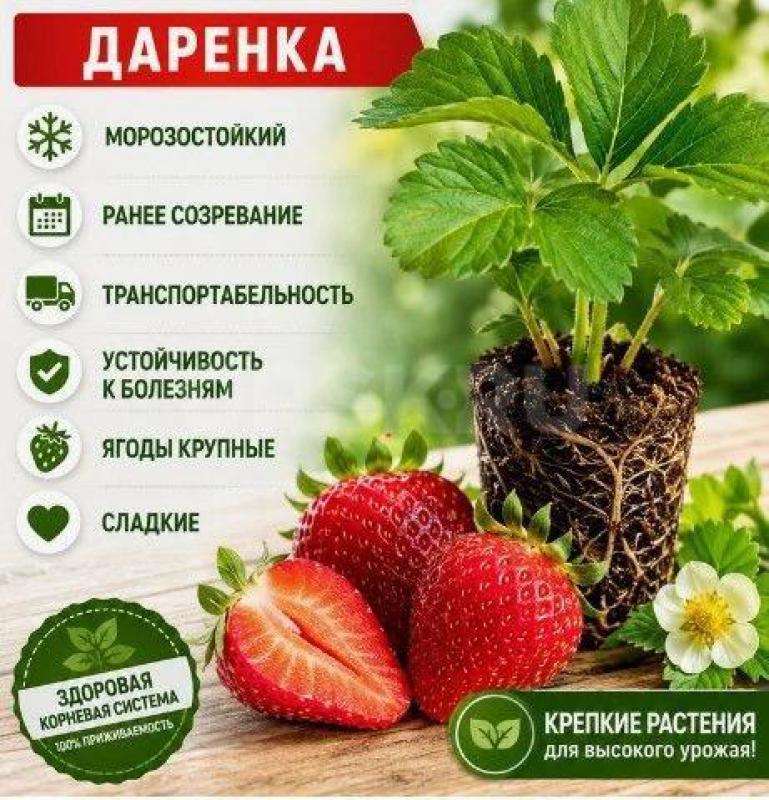 Рассада зимоустойчивой клубники Свердловской селекции «Дарёнка» (под климат Орска - до -35°). - Орск