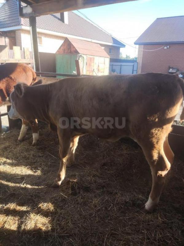 Продам двух тёлочек по 5 месяцев - Орск