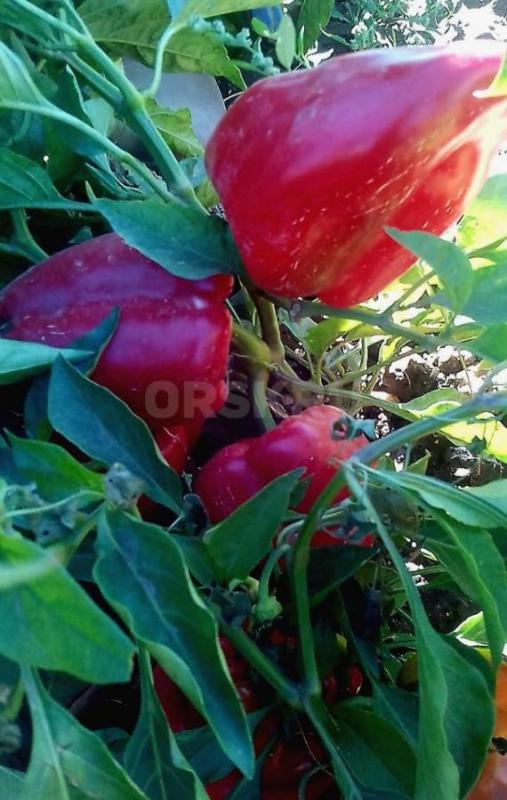Продам перец болгарский сладкий. - Орск