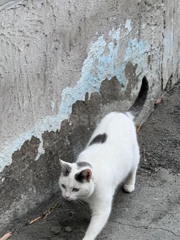 Во двор подбросили кошечку с котятами. - Орск