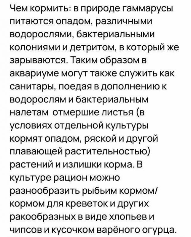 Тропический гаммарус колония на развод 500₽ - Орск