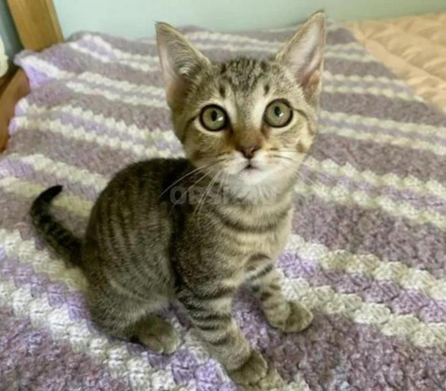 Отдам в заботливые руки маленьких шкодных котят. - Орск