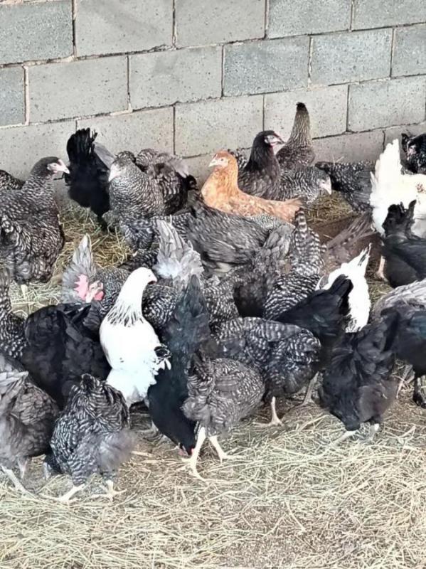 Продам кур молодок Ломан Браун 5 месяцев цена 600р. - Орск