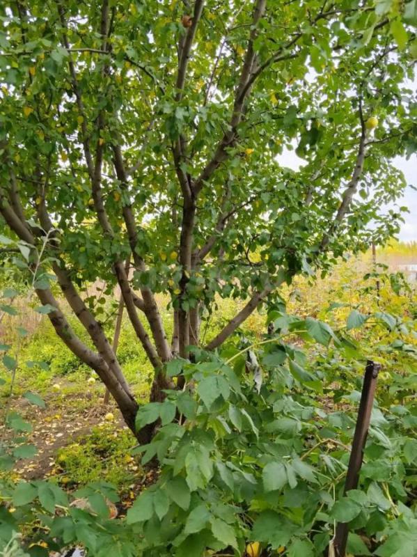 Продается дача, расположенная на участке в СНТ (район второй садовой, сады ТЭЦ). - Орск