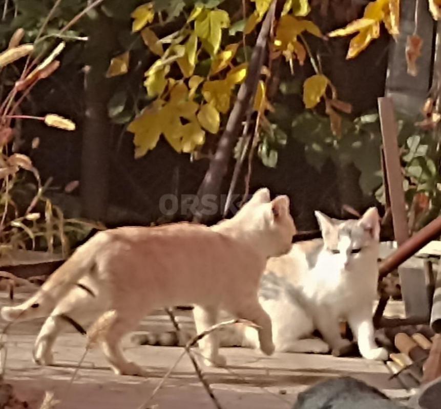 Срочно  ищут дом четыре котëнка.. - Орск