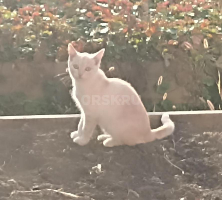 Срочно  ищут дом четыре котëнка.. - Орск