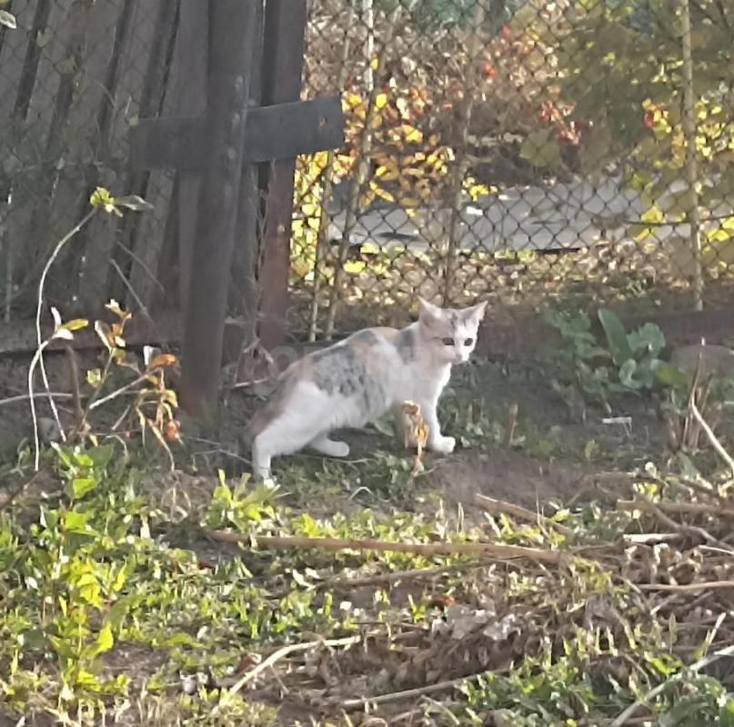 Срочно  ищут дом четыре котëнка.. - Орск