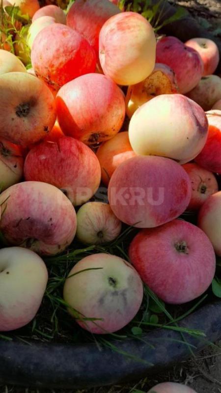 Продаётся приватизированный садовый участок прямоугольной формы 6,5 соток. - Орск