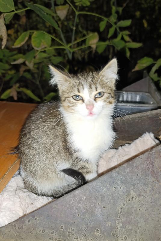 Котята ищут дом. - 
