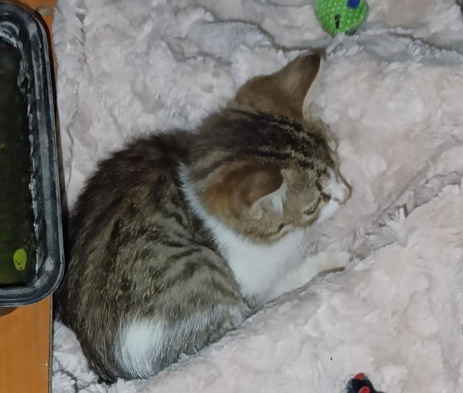 Котята ищут дом. - 
