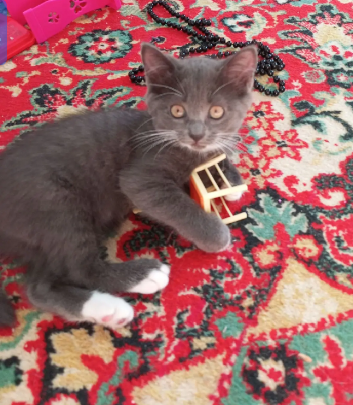 Отдам котят в добрые руки ,поделись от домашней кошки,к лотку приучены,едят всё - 
