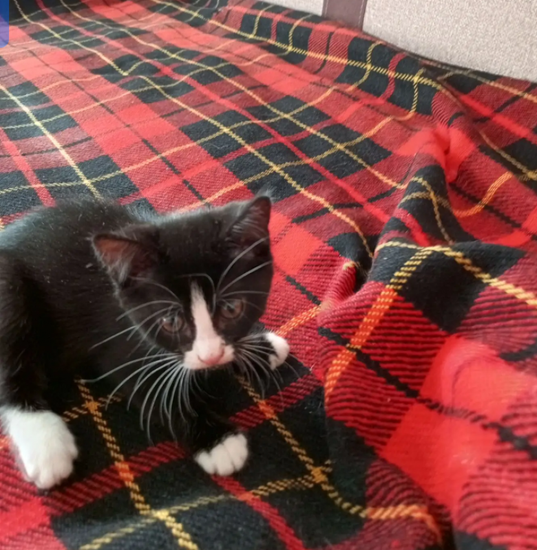 Отдам котят в добрые руки ,поделись от домашней кошки,к лотку приучены,едят всё - 