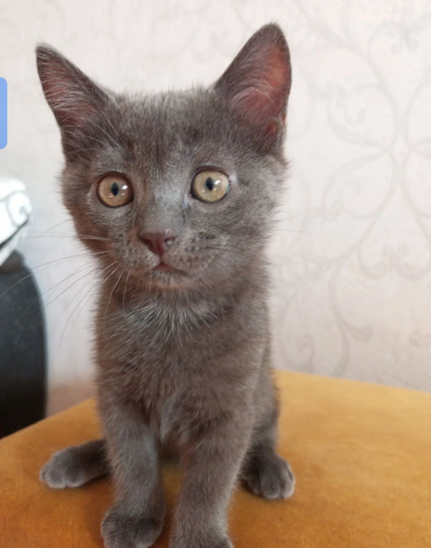 Отдам котят в добрые руки ,поделись от домашней кошки,к лотку приучены,едят всё - 