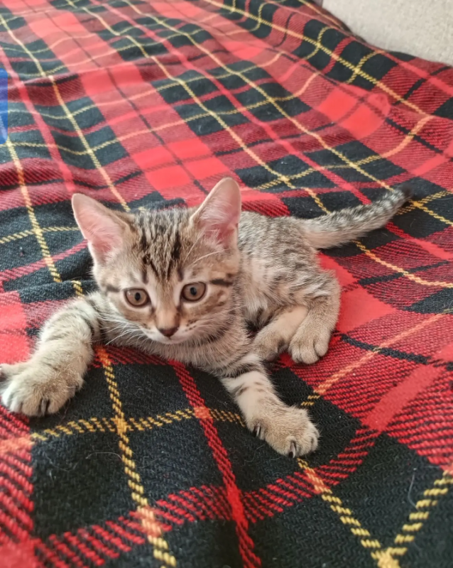 Отдам котят в добрые руки ,поделись от домашней кошки,к лотку приучены,едят всё - 
