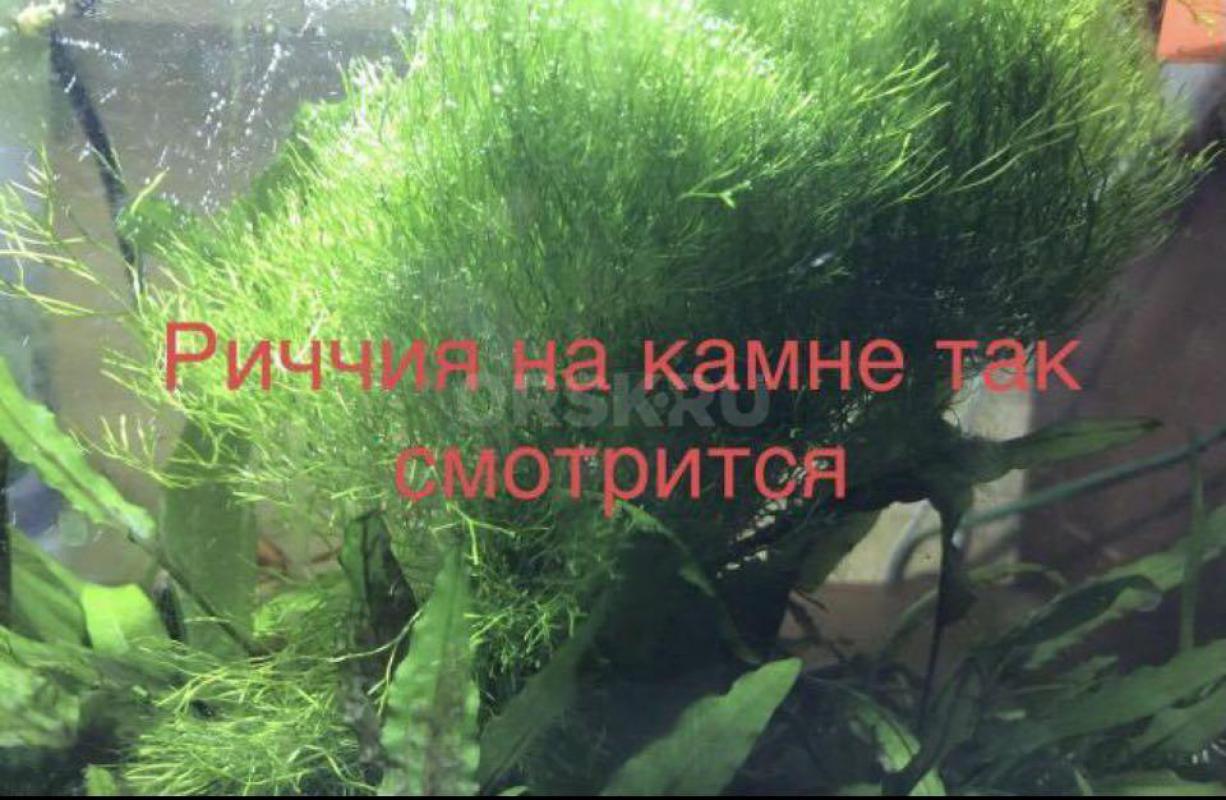Аквариумное растение Риччия ,порция как на фото 500₽,Также есть Ломариопсис - Орск